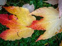 Zwei rotgelb gefärbte Wilder Wein Blätter mit Wassertropfen